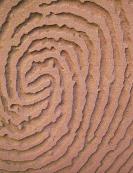 Ausschnitt eines Fingerabdrucks Ausschnitt eines Fingerabdrucks